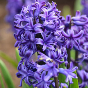 hyacinth blue pearl