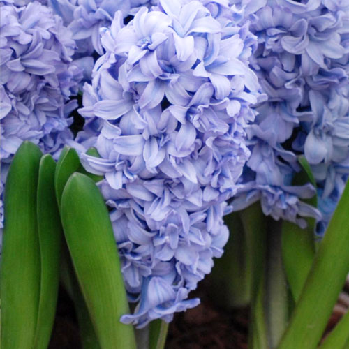 hyacinth blue tango
