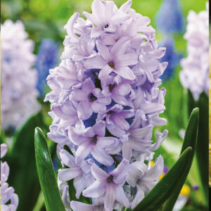 hyacinth-city-of-bradford