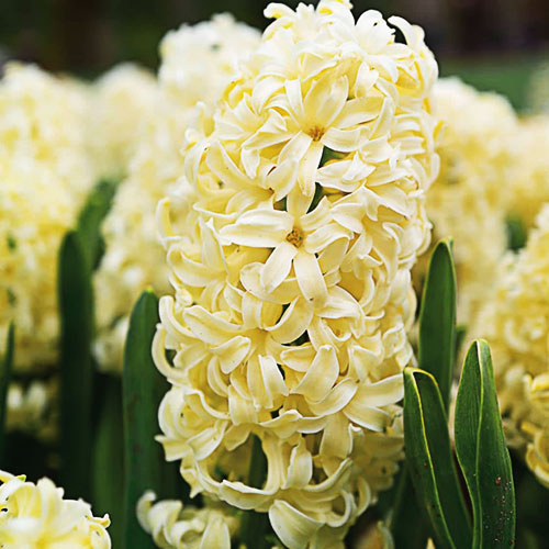 hyacinth city of harlem