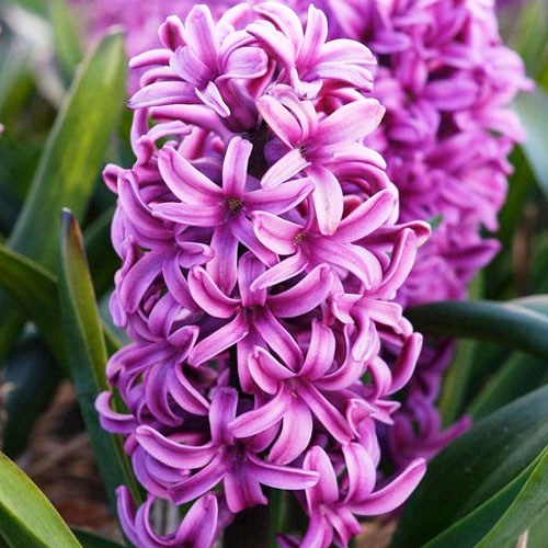 hyacinth miss saigon