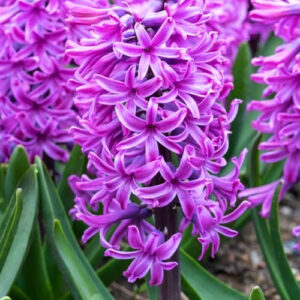 hyacinth paul hermann