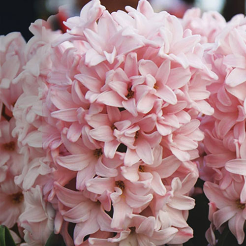 hyacinth Pink Elephart