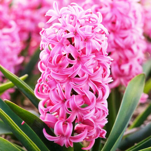 hyacinth pink pearl