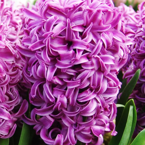 hyacinth purple sensation
