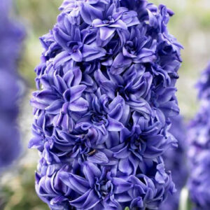 hyacinth royal navy