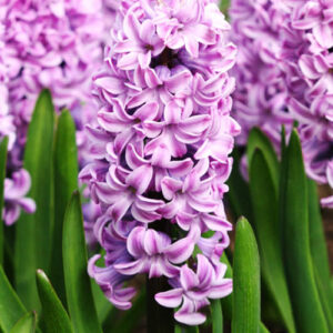 Hyacinth Splendid Cornelia