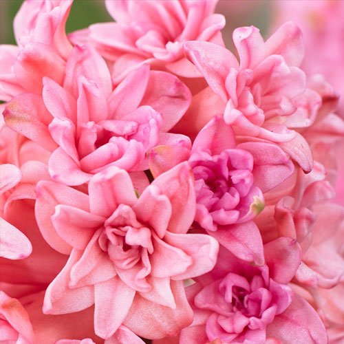 hyacinth spring beauty