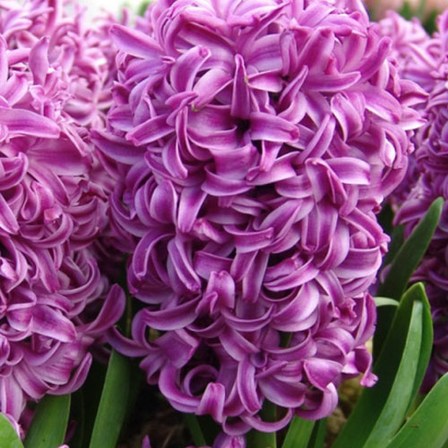 hyacinth twin sensation