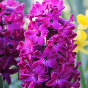 hyacinth woodstock