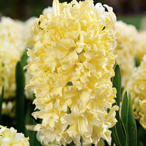 hyacinth Yellow Queen