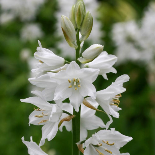 hyacinthoides-alba-maxima