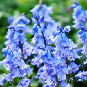 hyacinthoides excelsior