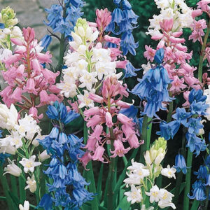 Hyacinthoides mix