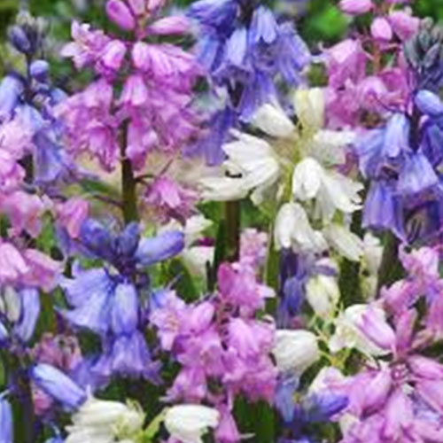 hyacinthoides-mix-7-8