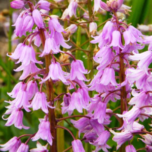 hyacinthoides-Queen-of-the-Pinks