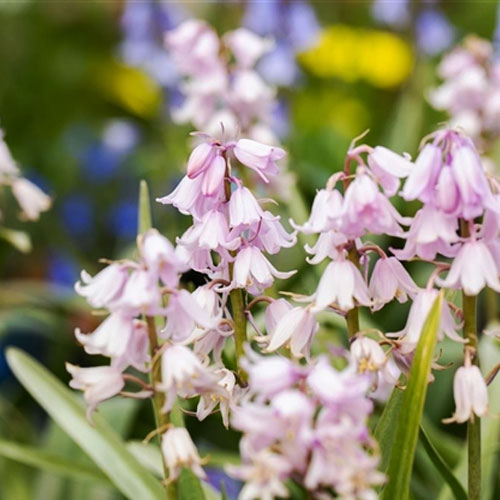 hyacinthoides-rose-queen