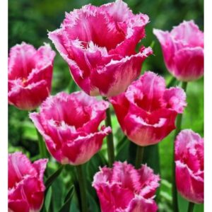 Тюльпан Ізумі упаковка 30 цибулин розмір 10/11