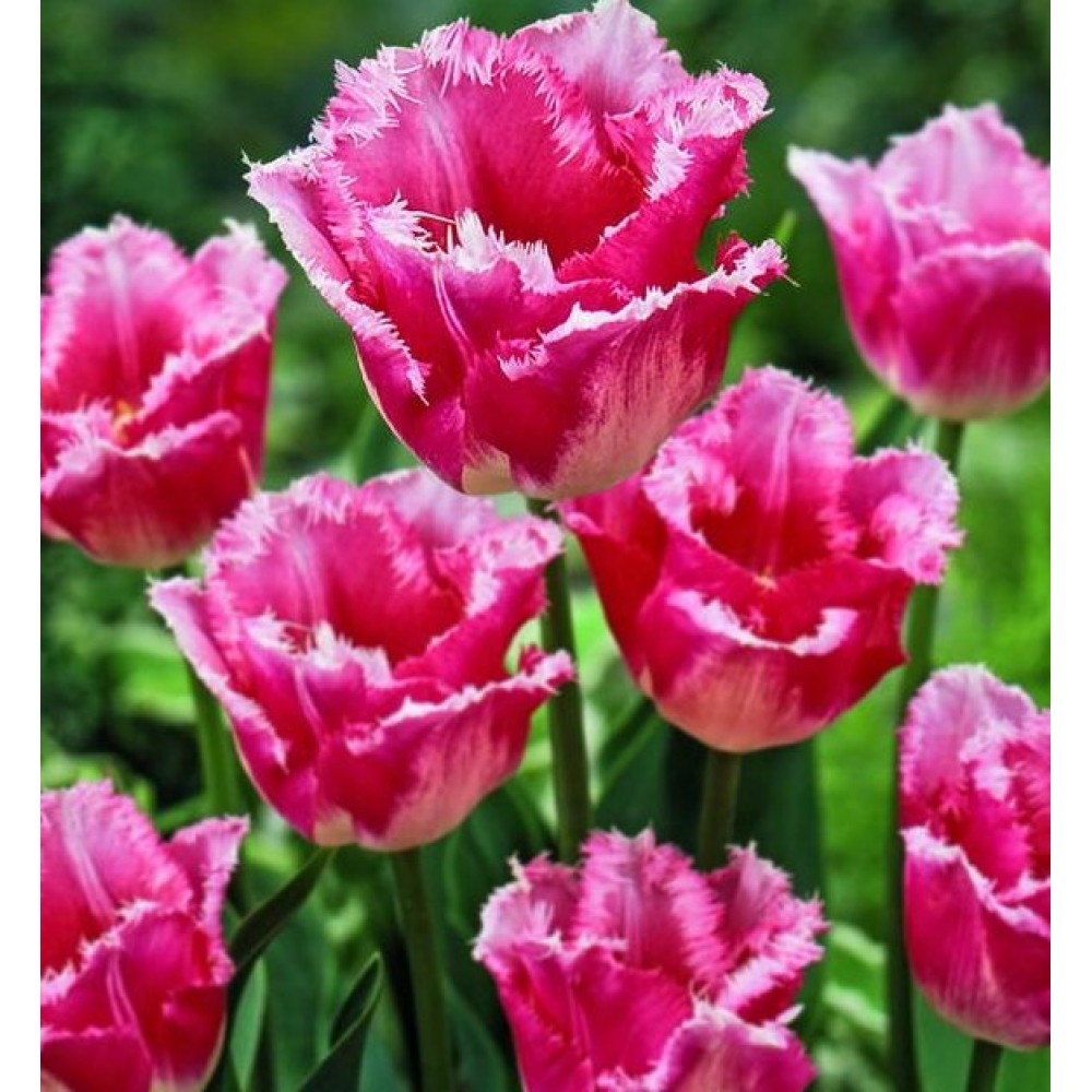 Тюльпан Ізумі упаковка 30 цибулин розмір 10/11