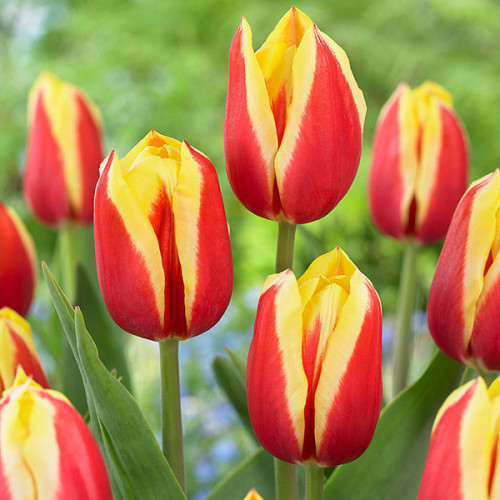 Тюльпан Jan Seignette 600 цибулин розмір 12+