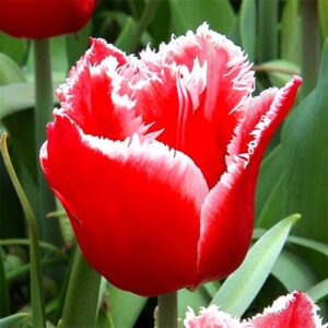 Тюльпан Canasta 600 цибулин розмір 12+