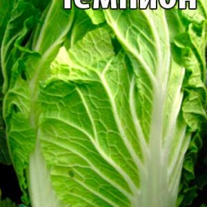 Капуста Пекінська Чемпіон