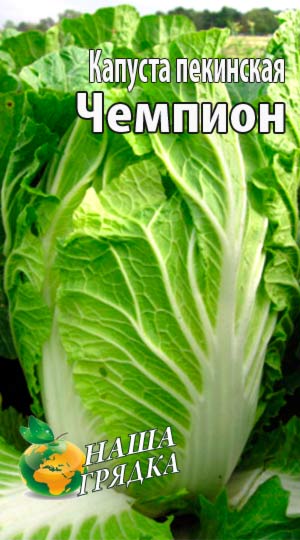 Капуста Пекінська Чемпіон