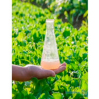 Каталог фунгіцидів (від хвороб)