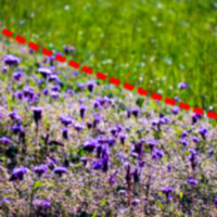 Каталог гербіцидів