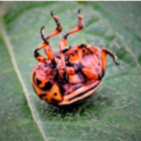 Каталог інсектицидів