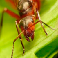 Каталог засобу від мурах