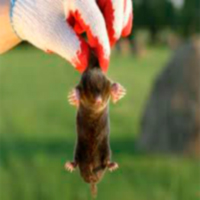 Каталог засіб від кротів