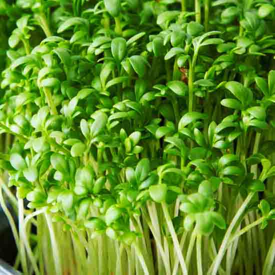 Крес-салат пакет 2 грами