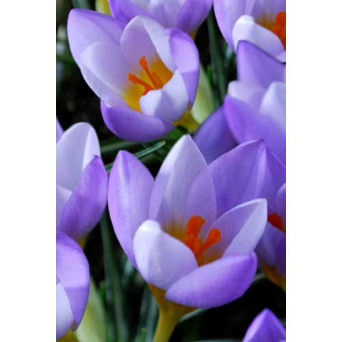 Krokus-Fajrflaj-100-tsybulyn