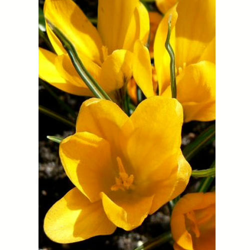 Krokus-Hrout-Heli-100-tsybulyn