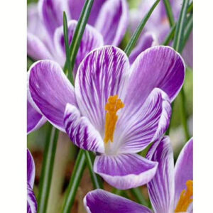 Krokus-Kinh-of-ze-Stripd-100-tsybulyn