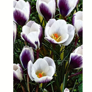 Krokus-Prynts-Klaus-100-tsybulyn