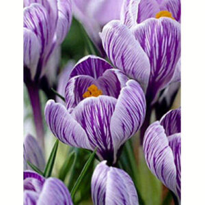 Krokus-Pykvyk-100-tsybulyn