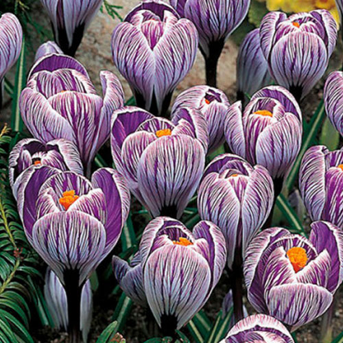 Крокус-Пиквик-500-цибулин