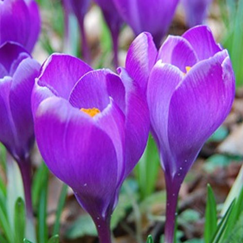 Крокус-Ремембранс-500-цибулин
