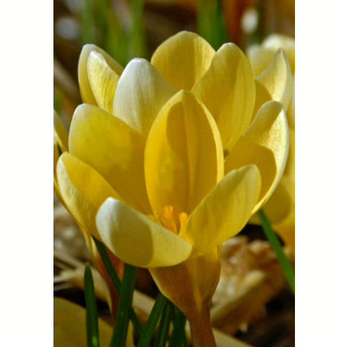 Krokus-Romans-100-tsybulyn