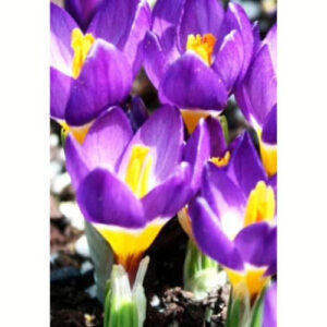 Krokus-Sablajmis-Trykolor-50-tsybulyn