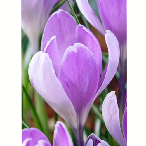 Krokus-Vanhuard-100-tsybulyn