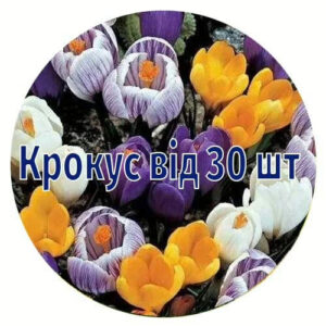 Крокус від 30 шт