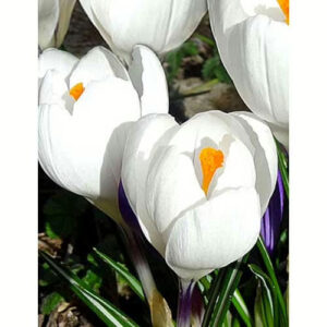 Krokus-Zhanna-dArk-100-tsybulyn