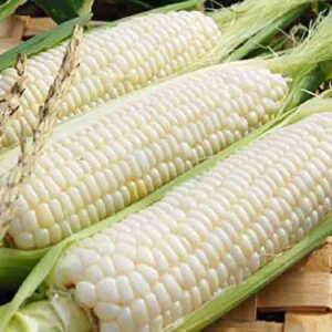 Кукурудза Медунка пакет 10 грамів