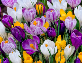 Купити цибулини крокусів