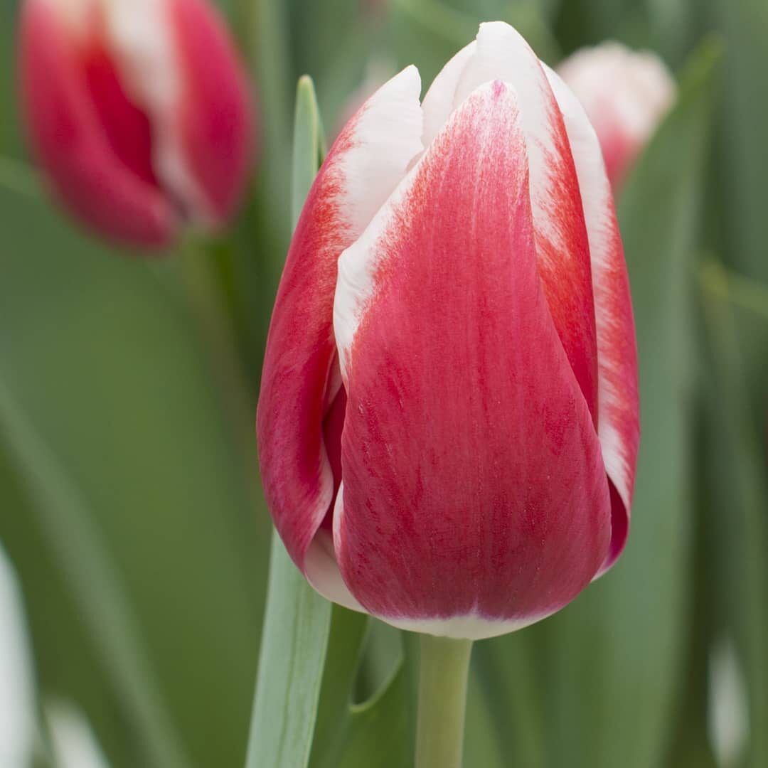 Тюльпан Anne Marie 600 цибулин розмір 12+