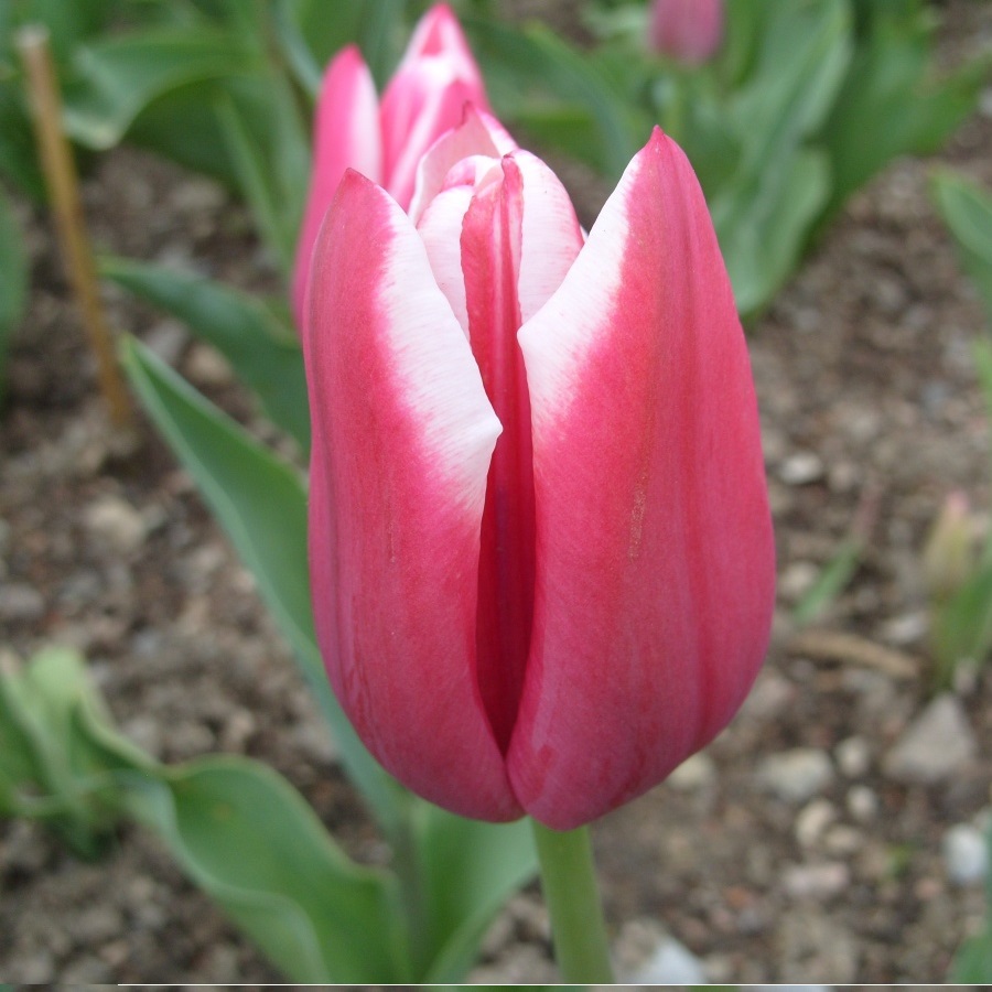 Тюльпан Leo Visser 600 цибулин розмір 12+