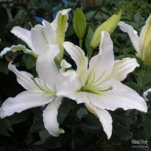 Лілія Алма Ата